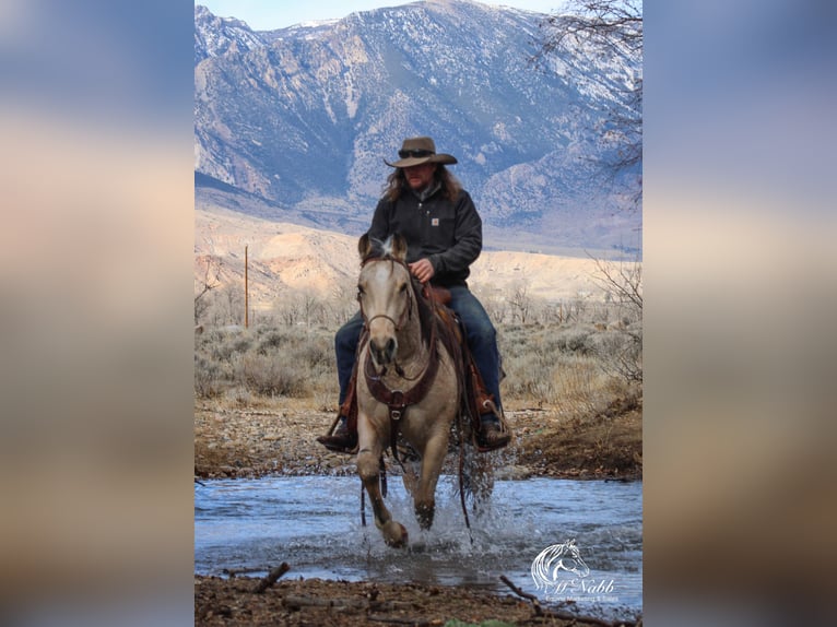 American Quarter Horse Castrone 2 Anni 145 cm Pelle di daino in Cody, WY