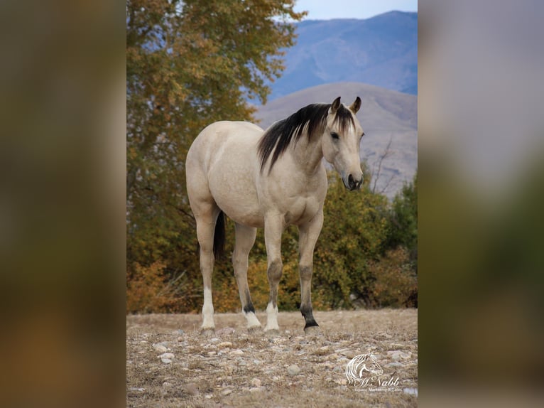 American Quarter Horse Castrone 2 Anni 145 cm Pelle di daino in Cody, WY