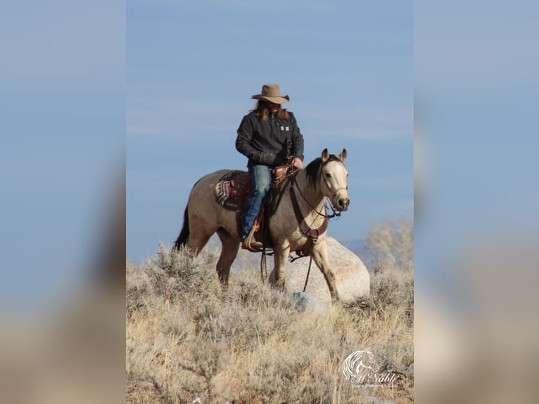 American Quarter Horse Castrone 2 Anni 145 cm Pelle di daino in Cody, WY