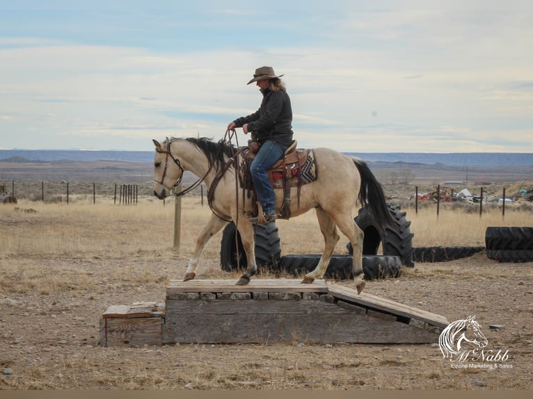 American Quarter Horse Castrone 2 Anni 145 cm Pelle di daino in Cody, WY