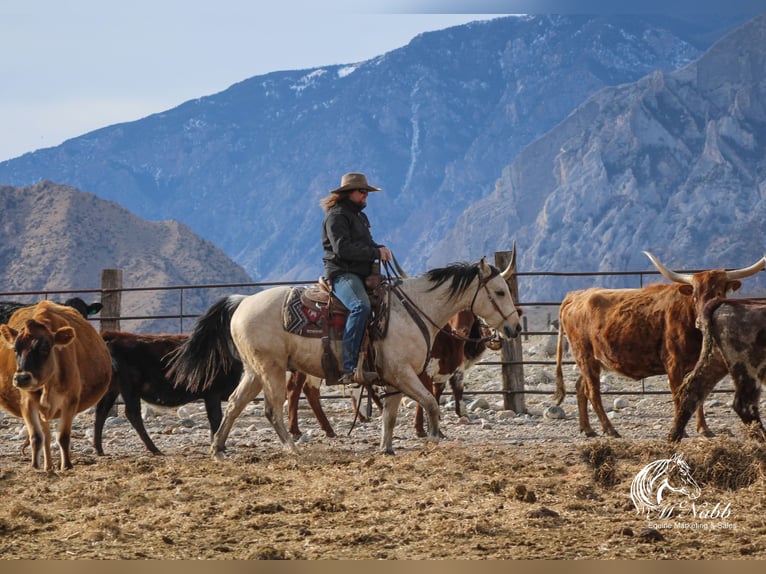 American Quarter Horse Castrone 2 Anni 145 cm Pelle di daino in Cody, WY