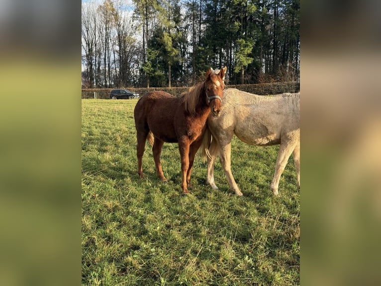 American Quarter Horse Castrone 2 Anni 146 cm  in Daleiden