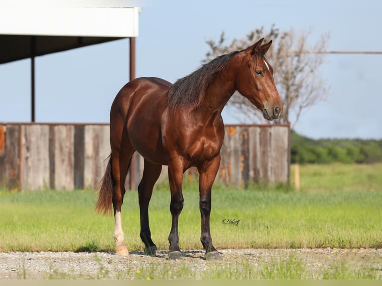 American Quarter Horse Castrone 2 Anni 147 cm Baio ciliegia in Ravenna, TX