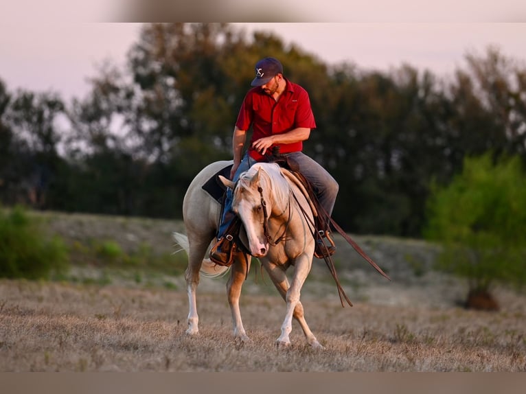 American Quarter Horse Castrone 2 Anni 147 cm Palomino in Waco, TX