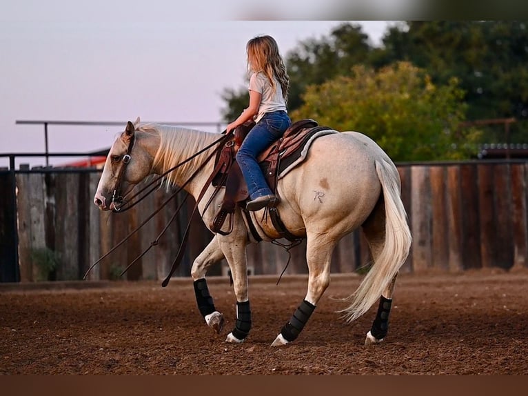 American Quarter Horse Castrone 2 Anni 147 cm Palomino in Waco, TX