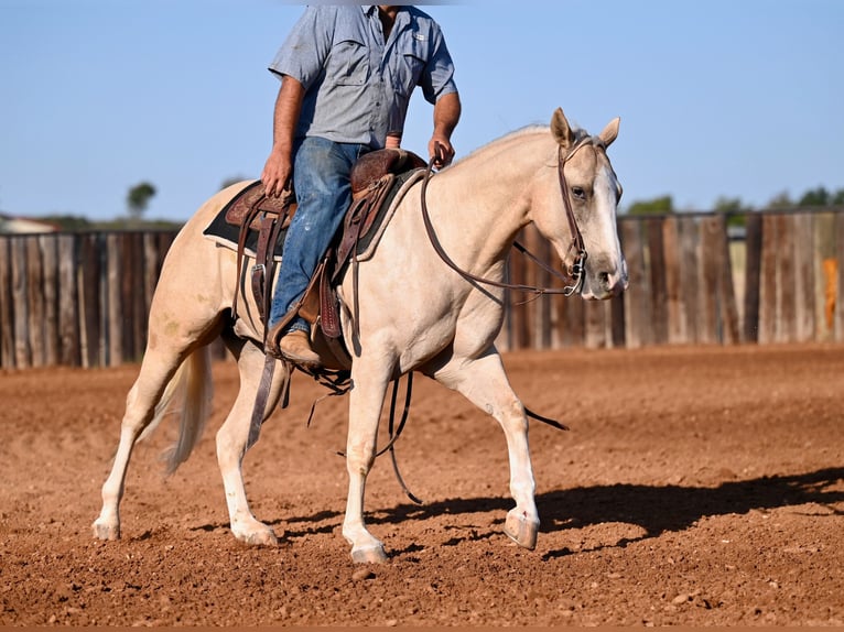 American Quarter Horse Castrone 2 Anni 147 cm Palomino in Waco, TX