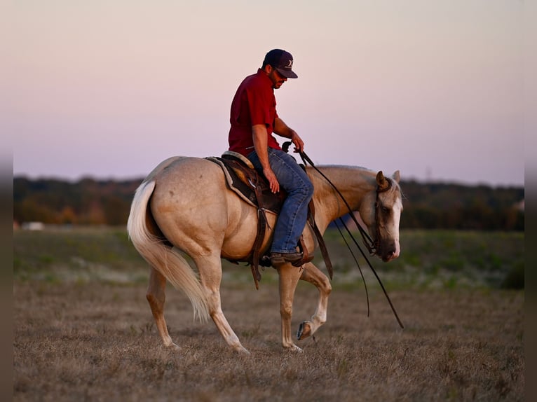 American Quarter Horse Castrone 2 Anni 147 cm Palomino in Waco, TX