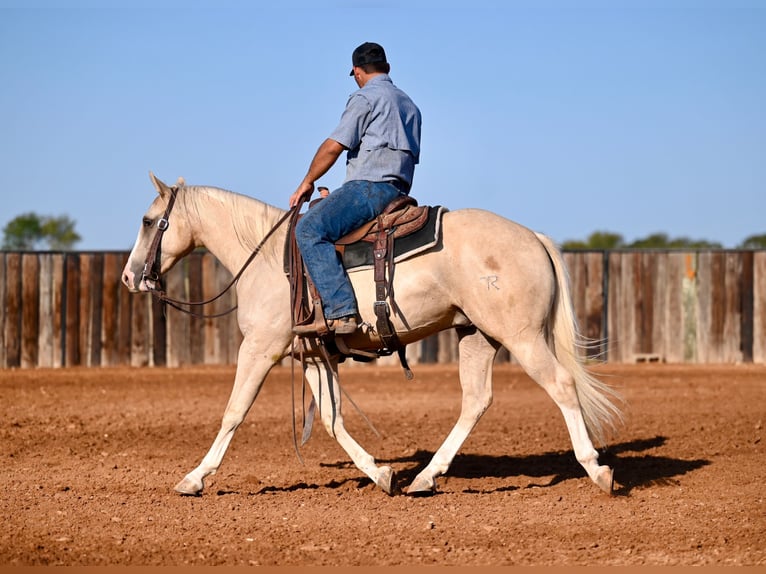 American Quarter Horse Castrone 2 Anni 147 cm Palomino in Waco, TX