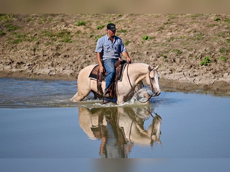 American Quarter Horse Castrone 2 Anni 147 cm Palomino in Waco, TX