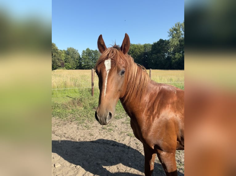 American Quarter Horse Mix Castrone 2 Anni 147 cm Sauro in Schönewörde