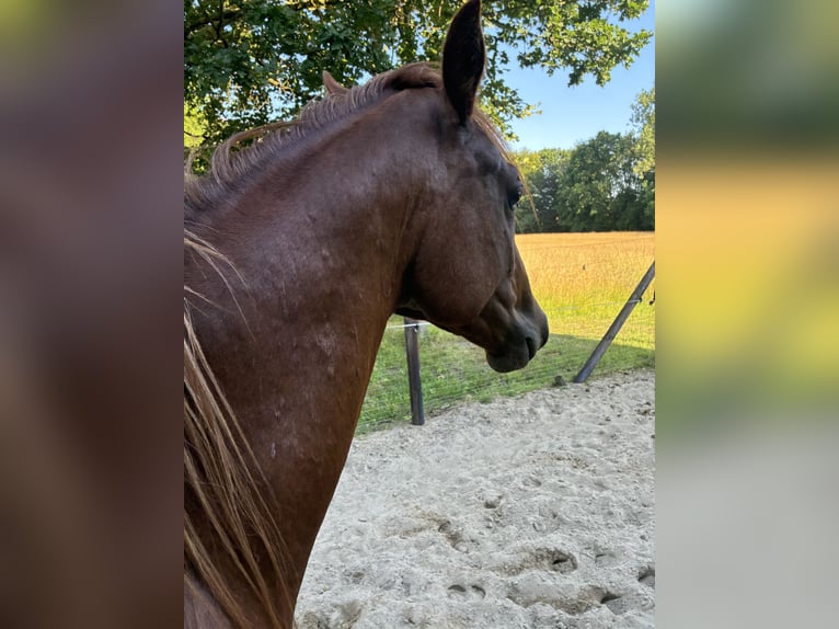American Quarter Horse Mix Castrone 2 Anni 147 cm Sauro in Schönewörde