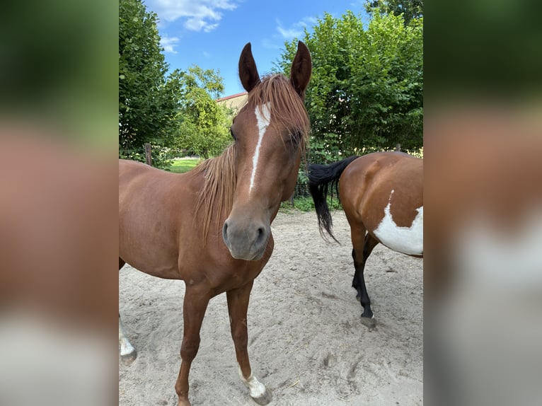 American Quarter Horse Mix Castrone 2 Anni 147 cm Sauro in Schönewörde
