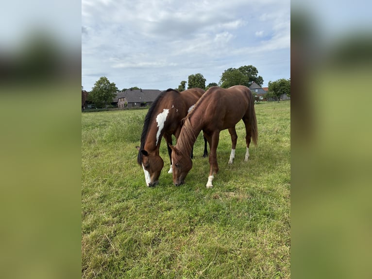American Quarter Horse Mix Castrone 2 Anni 147 cm Sauro in Schönewörde