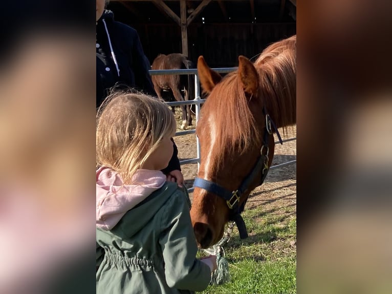 American Quarter Horse Mix Castrone 2 Anni 147 cm Sauro in Schönewörde
