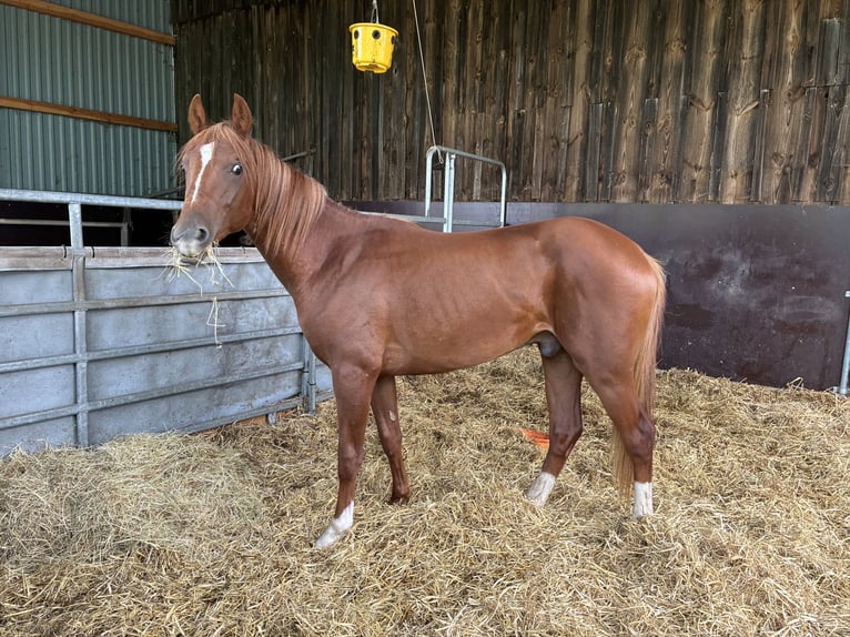 American Quarter Horse Mix Castrone 2 Anni 147 cm Sauro in Schönewörde