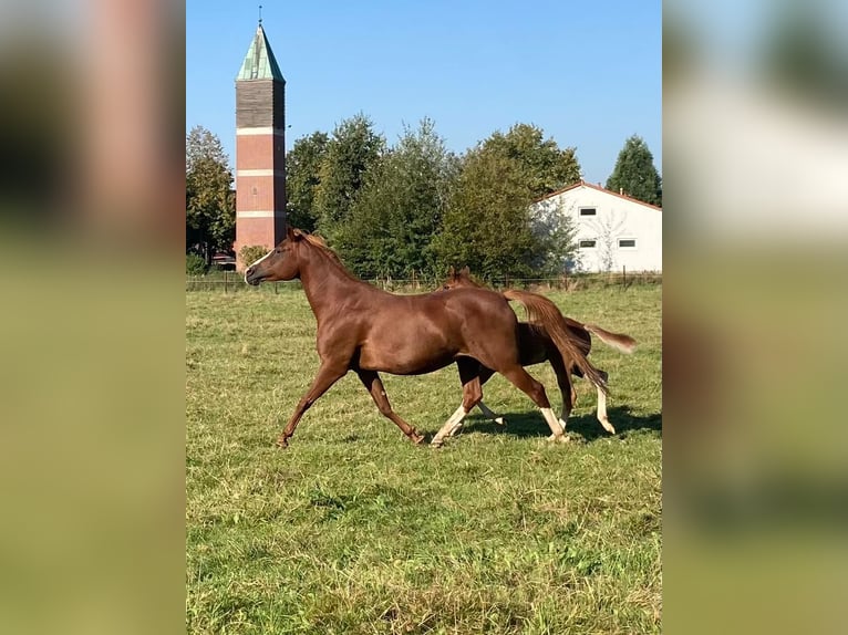 American Quarter Horse Mix Castrone 2 Anni 147 cm Sauro in Schönewörde