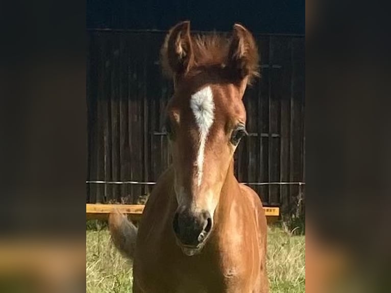 American Quarter Horse Mix Castrone 2 Anni 147 cm Sauro in Schönewörde