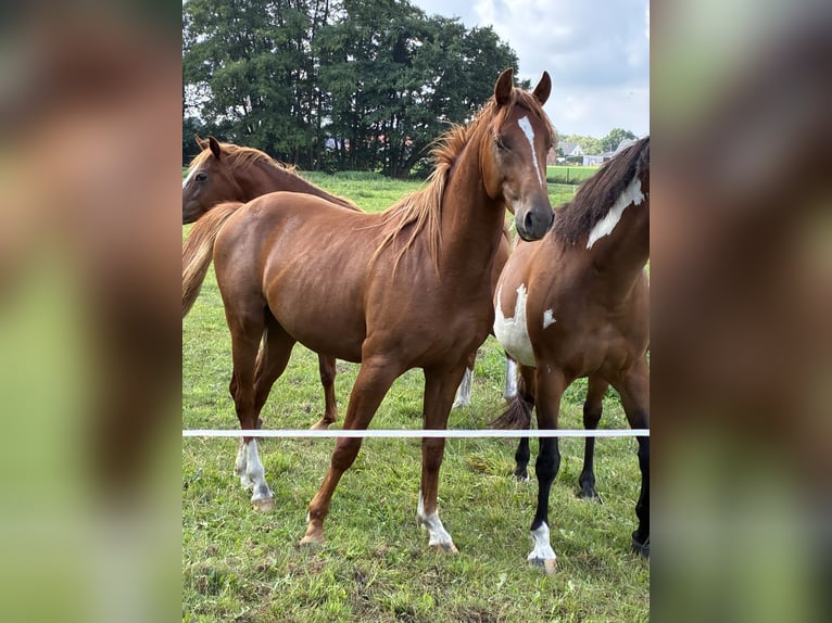 American Quarter Horse Mix Castrone 2 Anni 147 cm Sauro in Schönewörde