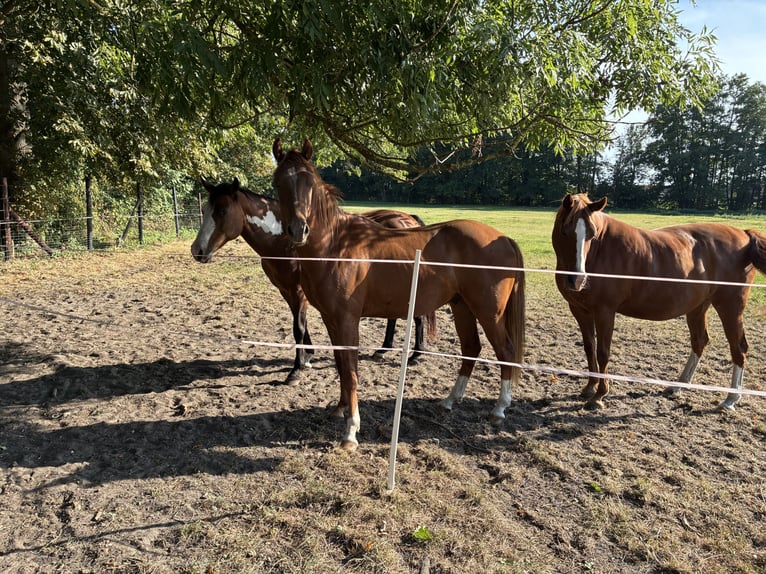 American Quarter Horse Mix Castrone 2 Anni 147 cm Sauro in Schönewörde