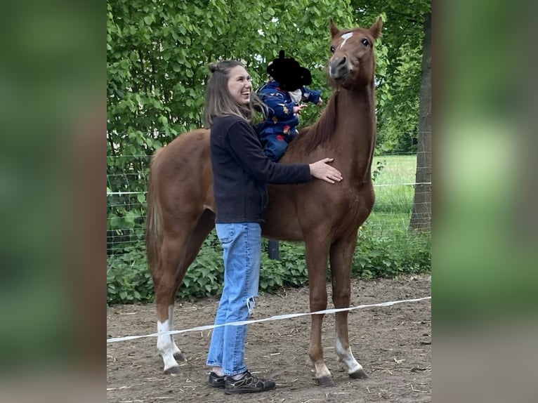 American Quarter Horse Mix Castrone 2 Anni 147 cm Sauro in Schönewörde