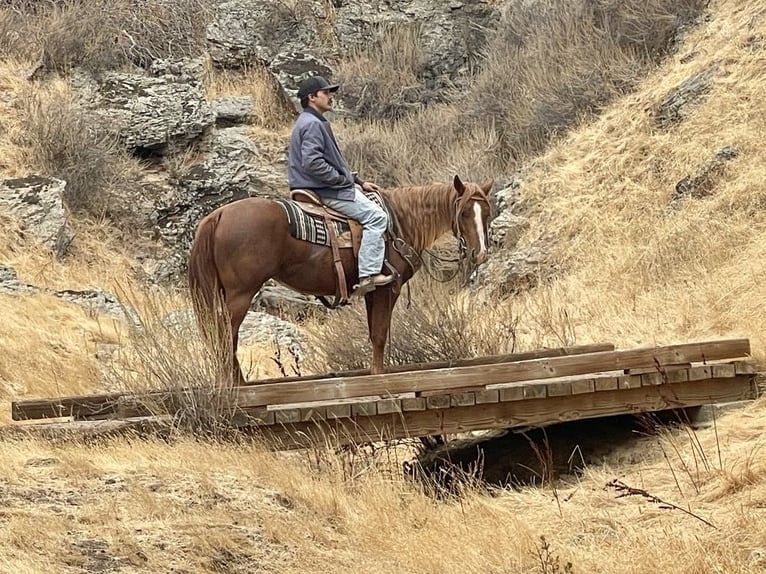 American Quarter Horse Castrone 2 Anni 147 cm Sauro scuro in King City CA