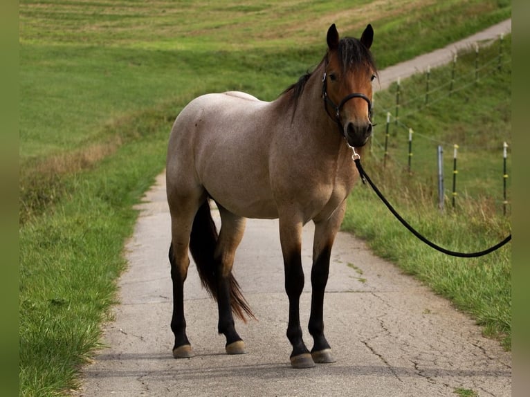 American Quarter Horse Mix Castrone 2 Anni 148 cm Baio roano in Hirschau