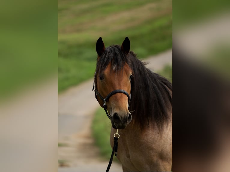 American Quarter Horse Mix Castrone 2 Anni 148 cm Baio roano in Hirschau