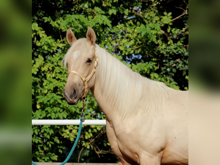 American Quarter Horse Castrone 2 Anni 148 cm Palomino in Stade