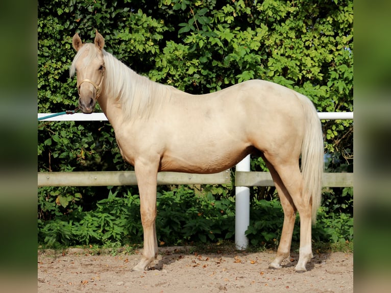 American Quarter Horse Castrone 2 Anni 148 cm Palomino in Stade