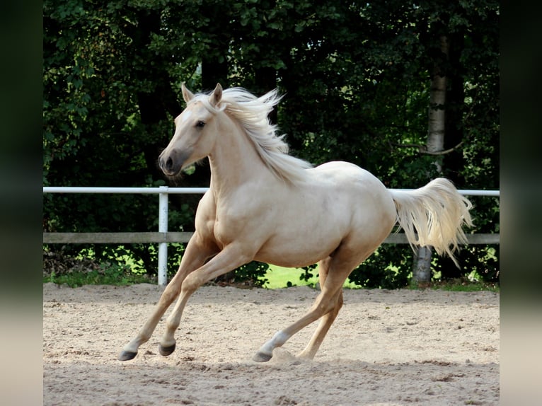 American Quarter Horse Castrone 2 Anni 148 cm Palomino in Stade