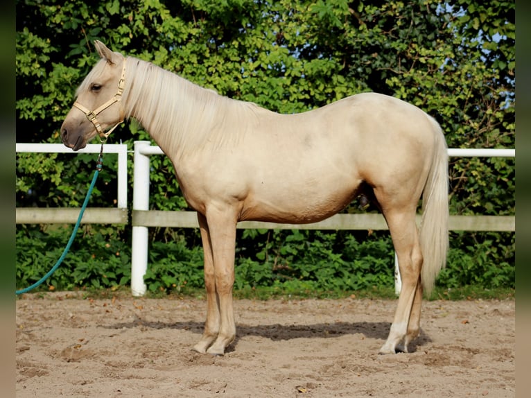 American Quarter Horse Castrone 2 Anni 148 cm Palomino in Stade