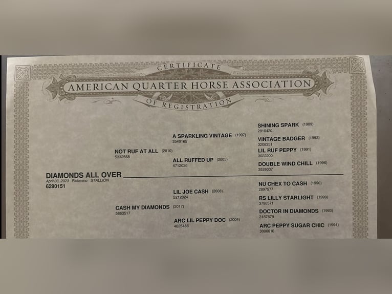 American Quarter Horse Castrone 2 Anni 148 cm Palomino in Alfeld (Leine) American Quarter Horse Castrone 2 Anni 148 cm Palomino in Alfeld (Leine)