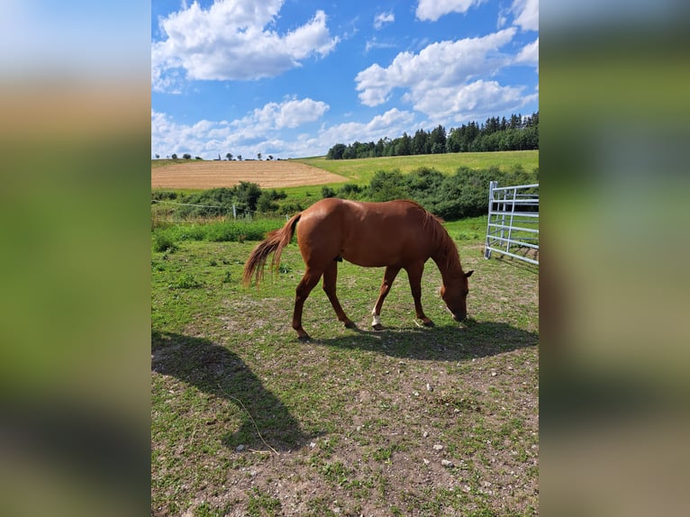 American Quarter Horse Castrone 2 Anni 148 cm Sauro in Königsfeld im Schwarzwald