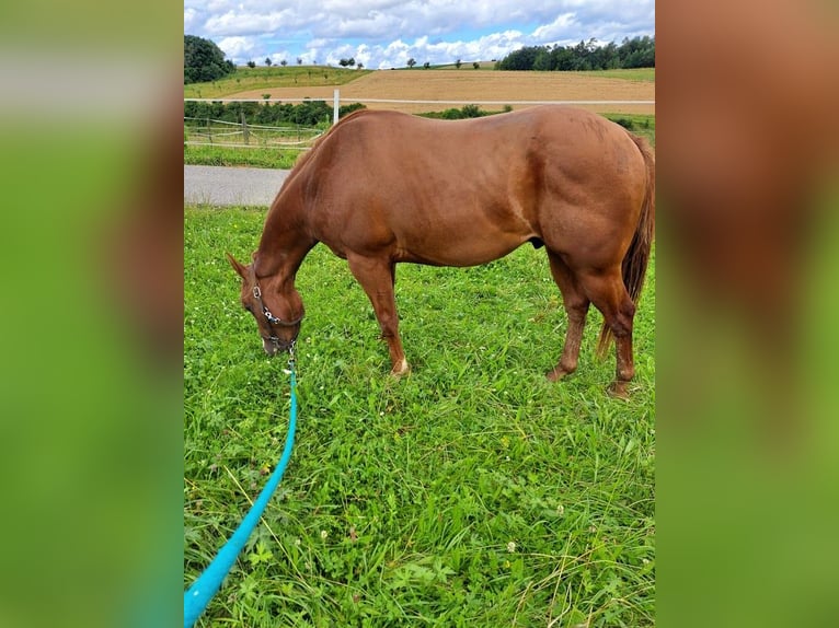 American Quarter Horse Castrone 2 Anni 148 cm Sauro in Königsfeld im Schwarzwald