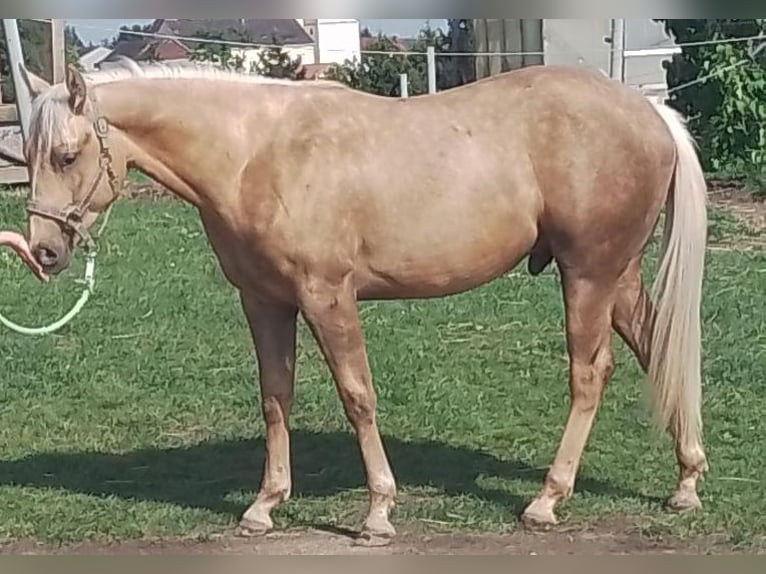 American Quarter Horse Castrone 2 Anni 149 cm Palomino in Windhaag/Perg