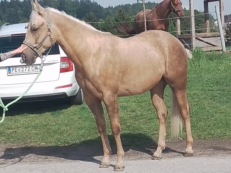 American Quarter Horse Castrone 2 Anni 149 cm Palomino in Windhaag/Perg