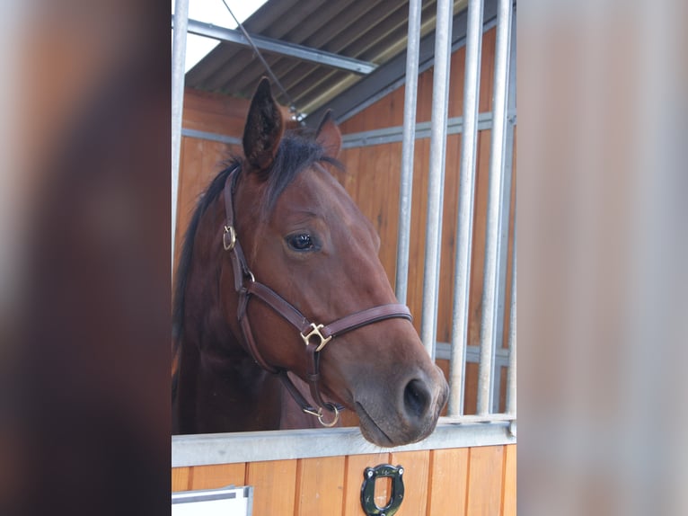 American Quarter Horse Castrone 2 Anni 150 cm Baio in Naumburg