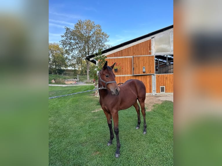 American Quarter Horse Castrone 2 Anni 150 cm Baio in Naumburg