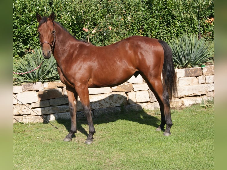 American Quarter Horse Castrone 2 Anni 150 cm Baio in Naumburg