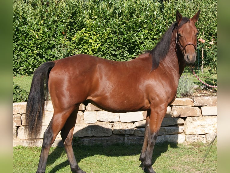 American Quarter Horse Castrone 2 Anni 150 cm Baio in Naumburg