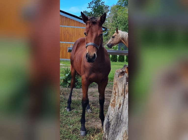 American Quarter Horse Castrone 2 Anni 150 cm Baio in Naumburg