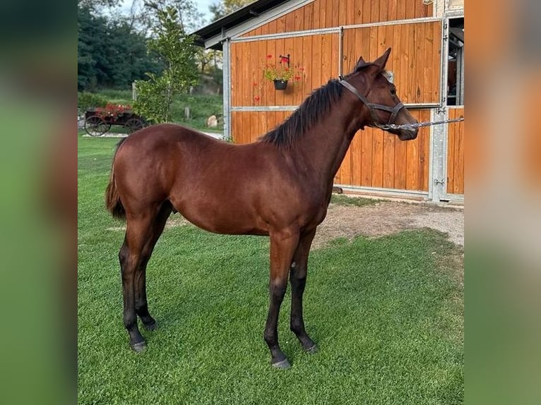 American Quarter Horse Castrone 2 Anni 150 cm Baio in Naumburg