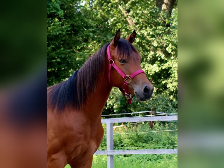 American Quarter Horse Castrone 2 Anni 150 cm Baio in Zossen