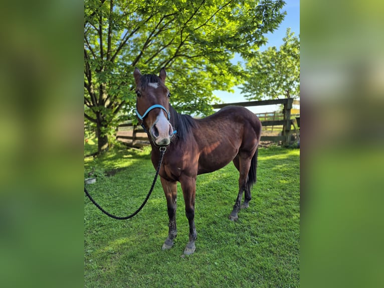American Quarter Horse Mix Castrone 2 Anni 150 cm Baio ciliegia in Holzberg American Quarter Horse Mix Castrone 2 Anni 150 cm Baio ciliegia in Holzberg
