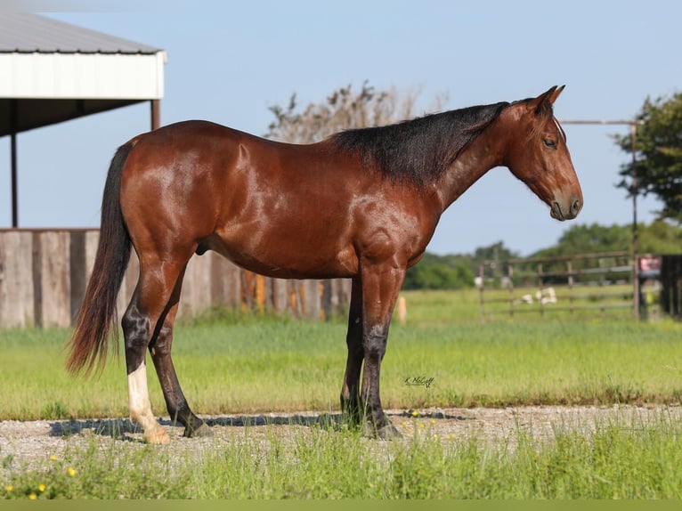 American Quarter Horse Castrone 2 Anni 150 cm Baio ciliegia in Ravenna, TX