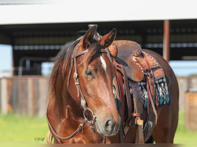 American Quarter Horse Castrone 2 Anni 150 cm Baio ciliegia in Ravenna, TX