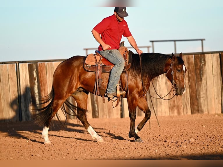 American Quarter Horse Castrone 2 Anni 150 cm Baio ciliegia in Waco, TX