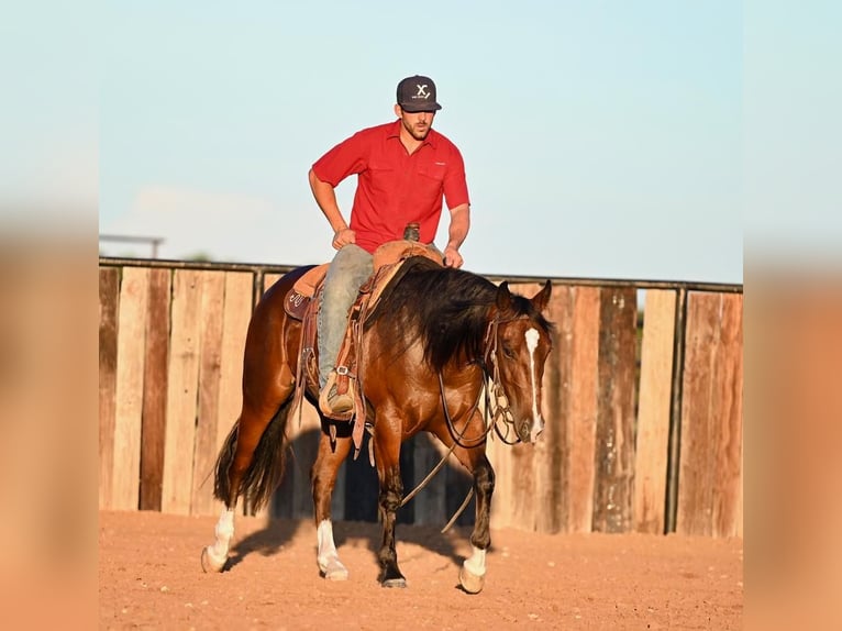 American Quarter Horse Castrone 2 Anni 150 cm Baio ciliegia in Waco, TX