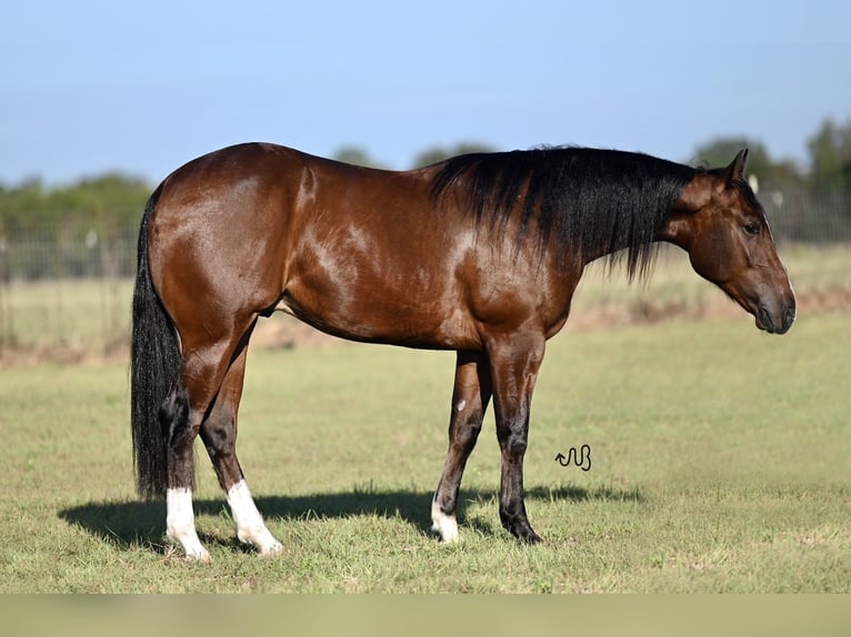 American Quarter Horse Castrone 2 Anni 150 cm Baio ciliegia in Waco, TX