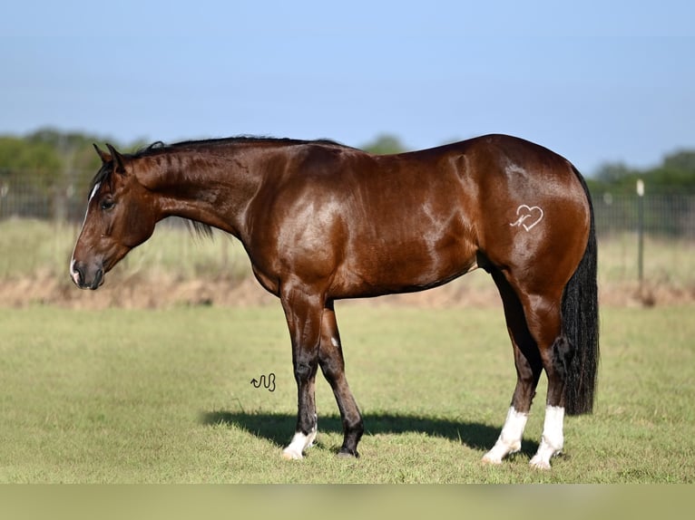 American Quarter Horse Castrone 2 Anni 150 cm Baio ciliegia in Waco, TX